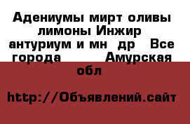 Адениумы,мирт,оливы,лимоны,Инжир, антуриум и мн .др - Все города  »    . Амурская обл.